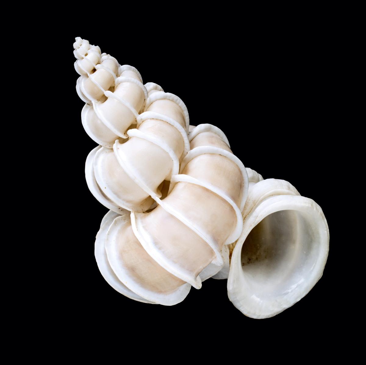 8 things we’ve discovered about the story of shells, artists and